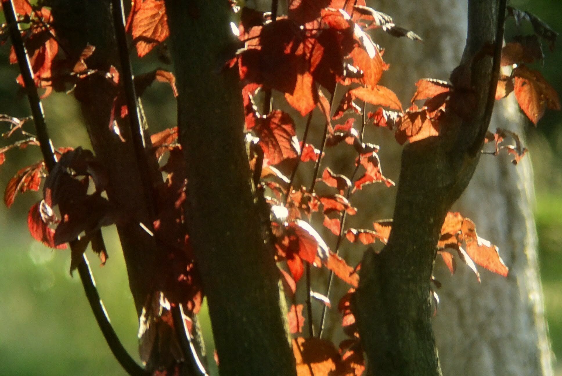 Sunlight glowing through red maple leaves, photographed by Alex Than
